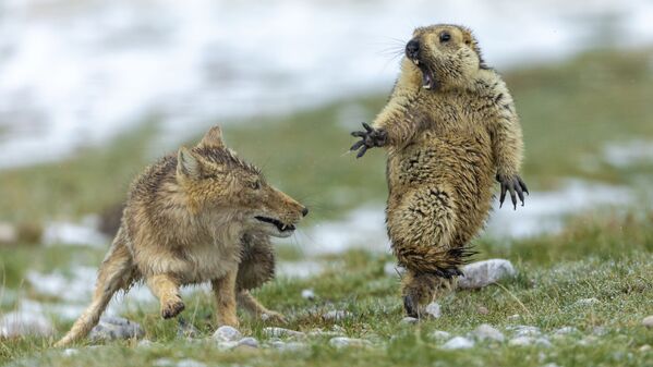 The moment (Khoảnh khắc) của nhiếp ảnh gia Trung Quốc Yongqing Bao, người chiến thắng cuộc thi 2019 Wildlife Photographer of the Year - Sputnik Việt Nam