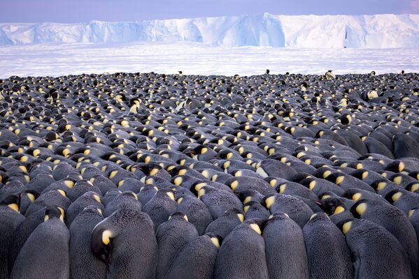 The huddle (Đám đông) của nhiếp ảnh gia Đức Stefan Christmann, giành giải hạng mục Wildlife Photographer of the Year Portfolio Award old  trong cuộc thi 2019 Wildlife Photographer of the Year - Sputnik Việt Nam