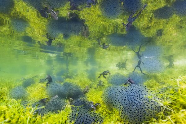 Bức ảnh Pondworld (Thế giới hồ), nhiếp ảnh gia Ý Manuel Plaickner, người chiến thắng  mục Behaviour: Amphibians and Reptiles của cuộc thi 2019 Wildlife Photographer of the Year - Sputnik Việt Nam