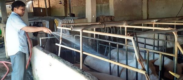 Mặc dù giá lợn hơi tăng cao nhưng gia đình ông Nguyễn Thái Trị, xã Bông Trang, huyện Xuyên Mộc chỉ còn lợn nái, lợn thịt đến kỳ xuất bán còn rất ít.  - Sputnik Việt Nam