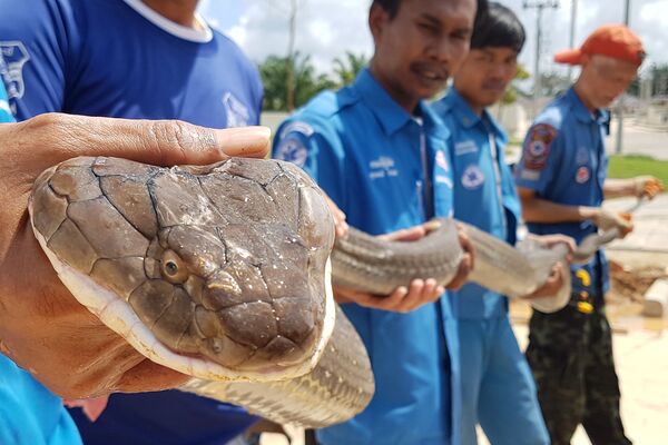 Con rắn hổ mang chúa dài bốn mét bị lực lượng cứu hộ Thái Lan bắt trong cống thoát nước tại làng quê tỉnh Krabi - Sputnik Việt Nam