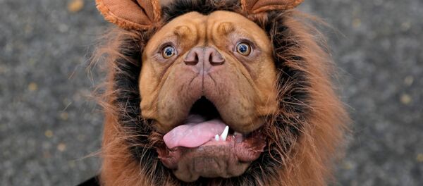 Участники ежегодного Хэллоуин-парада собак в Нью-Йорке - Sputnik Việt Nam