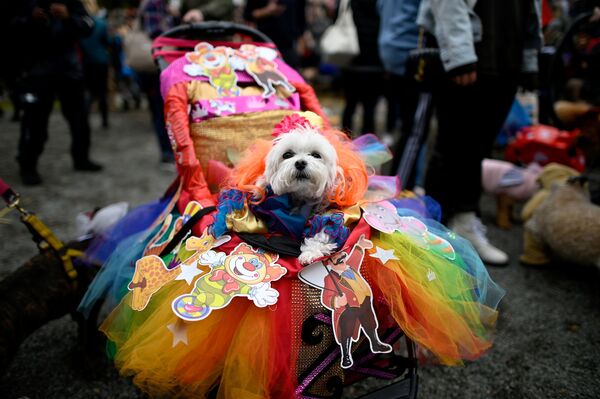 Thành viên tham gia diễu hành Halloween ở New York - Sputnik Việt Nam