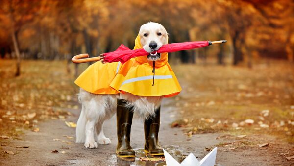 Chó Golden Retrieve  mang ủng cao su, mặc áo mưa và với chiếc ô - Sputnik Việt Nam