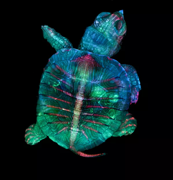 Fluorescent turtle embryo (phôi rùa huỳnh quang) của Toresa Zgoda & Teresa Kugler, hai nhiếp ảnh gia Mỹ, quán quân cuộc thi ảnh Nikon Small World 2019 Fluorescent turtle embryo (phôi rùa huỳnh quang) của Toresa Zgoda & Teresa Kugler, hai nhiếp ảnh gia Mỹ, quán quân cuộc thi ảnh Nikon Small World 2019 - Sputnik Việt Nam