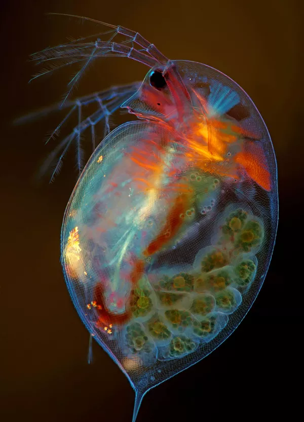 Ảnh Pregnant Daphnia magna (Rận nước mang thai) của nhiếp ảnh gia Ba Lan Marek Miś, giành vị trí thứ 15 trong cuộc thi ảnh Nikon Small World 2019 Ảnh Pregnant Daphnia magna (Rận nước mang thai) của nhiếp ảnh gia Ba Lan Marek Miś, giành vị trí thứ 15 trong cuộc thi ảnh Nikon Small World 2019 - Sputnik Việt Nam
