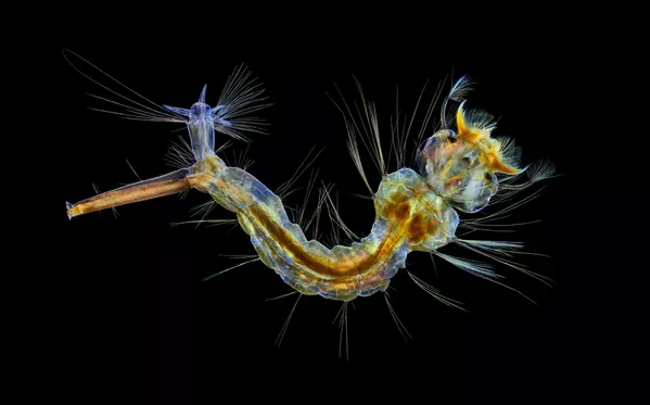 Mosquito larva (Ấu trùng muỗi phóng đại gấp bốn lần) của nhiếp ảnh gia Anh Anne Algar, giành vị trí thứ 12 trong cuộc thi ảnh Nikon Small World 2019 Mosquito larva (Ấu trùng muỗi phóng đại gấp bốn lần) của nhiếp ảnh gia Anh Anne Algar, giành vị trí thứ 12 trong cuộc thi ảnh Nikon Small World 2019 - Sputnik Việt Nam