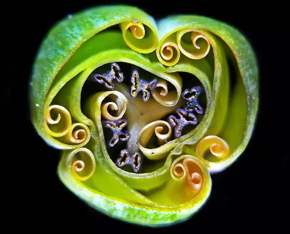 Tulip bud cross section (Mặt cắt nụ hoa tulip) của nhiếp ảnh gia Ukraina Andrei Savitsky, giành vị trí thứ 9 trong cuộc thi ảnh Nikon Small World 2019 Tulip bud cross section (Mặt cắt nụ hoa tulip) của nhiếp ảnh gia Ukraina Andrei Savitsky, giành vị trí thứ 9 trong cuộc thi ảnh Nikon Small World 2019 - Sputnik Việt Nam