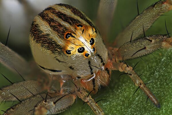 Bức ảnh Female Oxyopes dumonti (lynx) spider (Con nhện cái Lynx) của Antoine Franck,  giành vị trí thứ 14 trong cuộc thi ảnh Nikon Small World 2019 - Sputnik Việt Nam