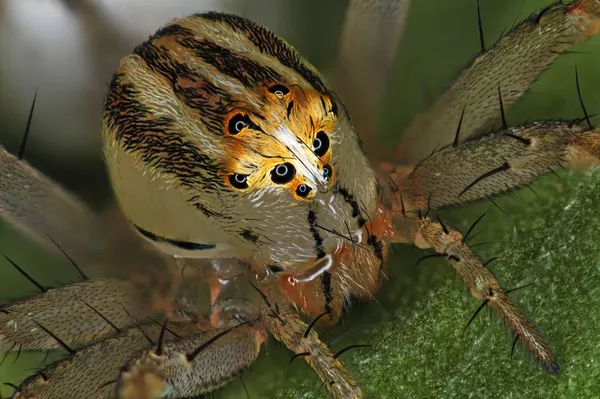 Bức ảnh Female Oxyopes dumonti (lynx) spider (Con nhện cái Lynx) của Antoine Franck, giành vị trí thứ 14 trong cuộc thi ảnh Nikon Small World 2019 Bức ảnh Female Oxyopes dumonti (lynx) spider (Con nhện cái Lynx) của Antoine Franck, giành vị trí thứ 14 trong cuộc thi ảnh Nikon Small World 2019 - Sputnik Việt Nam