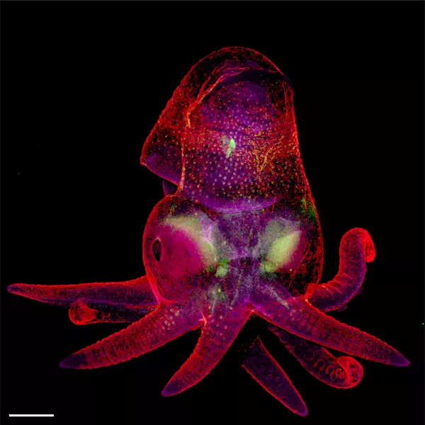 Octopus bimaculoides (Phôi bạch tuộc) của hai nhiếp ảnh gia Martyna Lukoseviciute và Dr. Carrie Albertin, vị trí 19 trong Cuộc thi ảnh Nikon Small World 2019 Octopus bimaculoides (Phôi bạch tuộc) của hai nhiếp ảnh gia Martyna Lukoseviciute và Dr. Carrie Albertin, vị trí 19 trong Cuộc thi ảnh Nikon Small World 2019 - Sputnik Việt Nam