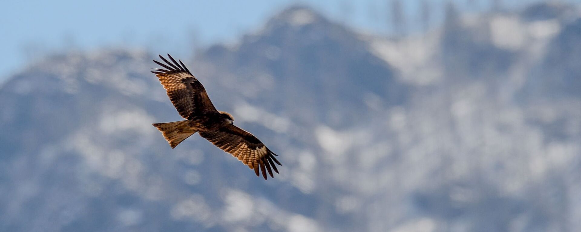 Đại bàng thảo nguyên - Sputnik Việt Nam, 1920, 03.09.2024