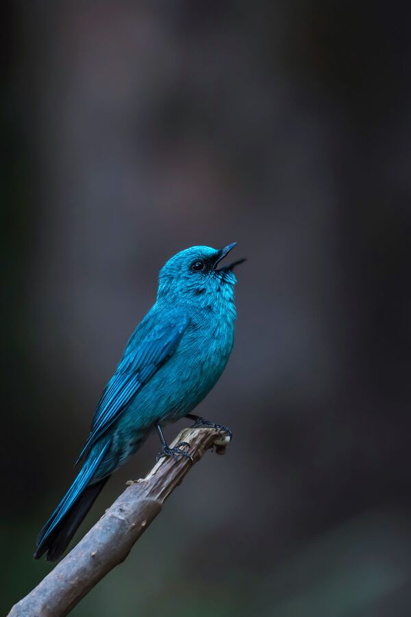 Bức ảnh Verditer flycatcher (Chim bắt ruồi) của nhiếp ảnh gia Ấn Độ Mitesh Patel, được trình bày tại cuộc thi ảnh World's Best Photos of #Blue2019 - Sputnik Việt Nam