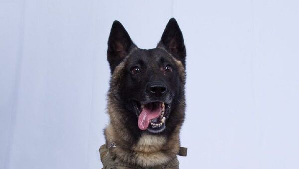 k9 dog that was presumably injured during the al-Baghdadi raid - Sputnik Việt Nam