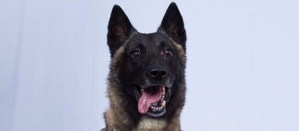 k9 dog that was presumably injured during the al-Baghdadi raid - Sputnik Việt Nam