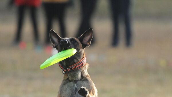 Chó Malinois. - Sputnik Việt Nam