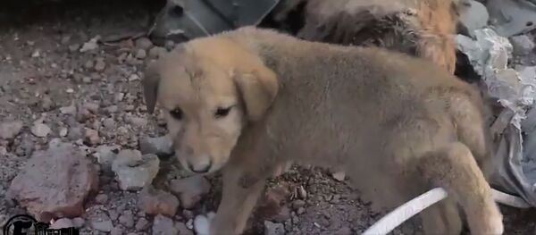 Chú chó con mất mẹ sau chiến dịch tiêu diệt al-Baghdadi. Chú chó con mất mẹ sau chiến dịch tiêu diệt al-Baghdadi. - Sputnik Việt Nam