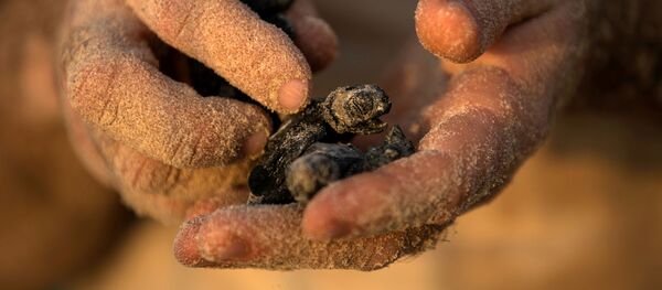 Con rùa. - Sputnik Việt Nam