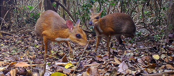Cheo cheo Việt Nam - Sputnik Việt Nam