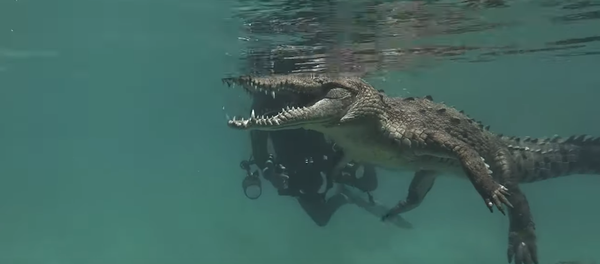 Cá sấu nhận được chuyến thăm và 'mở nụ cười' cho thợ lặn - Sputnik Việt Nam