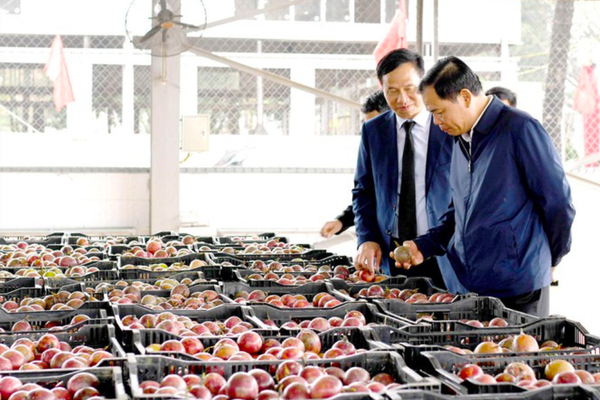 Xuất khẩu nông sản chính ngạch: Trung Quốc không còn là thị trường “dễ tính” Xuất khẩu nông sản chính ngạch: Trung Quốc không còn là thị trường “dễ tính” - Sputnik Việt Nam