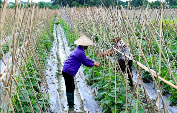 Xuất khẩu nông sản chính ngạch: Trung Quốc không còn là thị trường “dễ tính” Xuất khẩu nông sản chính ngạch: Trung Quốc không còn là thị trường “dễ tính” - Sputnik Việt Nam