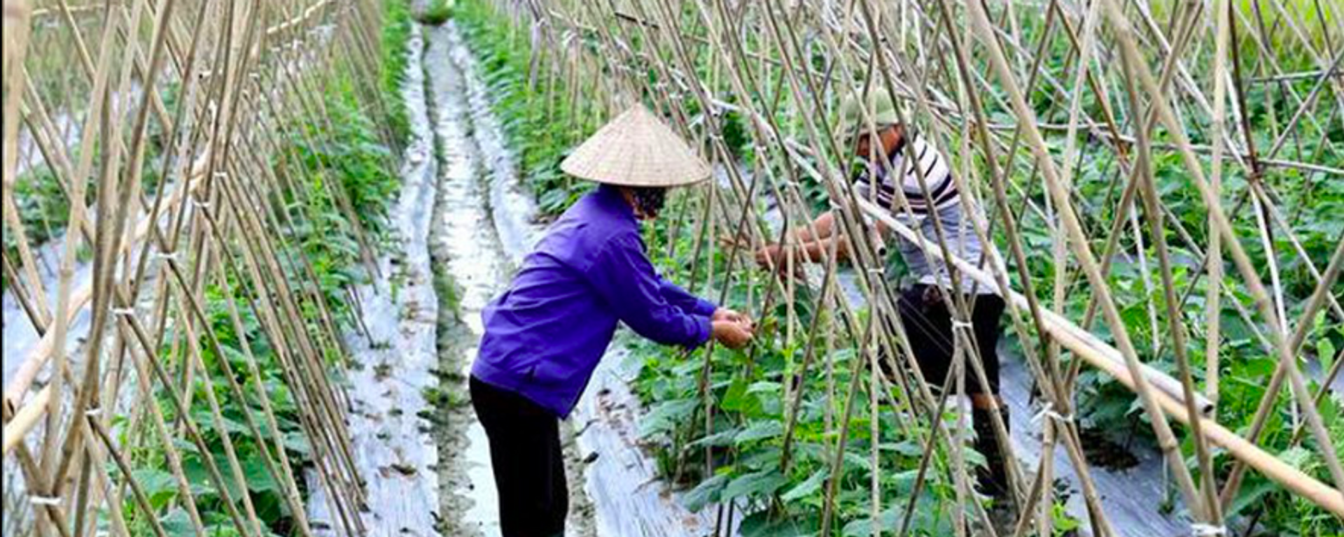 Hợp tác xã dịch vụ nông nghiệp nông sản An Hòa, xã An Hòa, huyện Tam Dương được Trung tâm Khuyến nông tỉnh hỗ trợ kỹ thuật mới trong sản xuất rau, phát huy hiệu quả cao.  - Sputnik Việt Nam, 1920, 01.11.2023