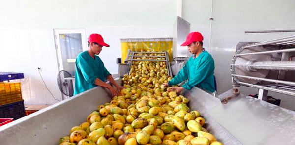 Xuất khẩu nông sản chính ngạch: Trung Quốc không còn là thị trường “dễ tính” Xuất khẩu nông sản chính ngạch: Trung Quốc không còn là thị trường “dễ tính” - Sputnik Việt Nam