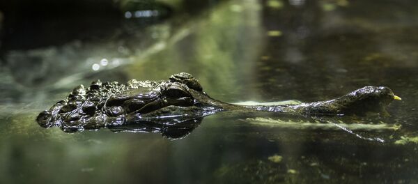Cá sấu (hình ảnh lưu trữ) Cá sấu (hình ảnh lưu trữ) - Sputnik Việt Nam