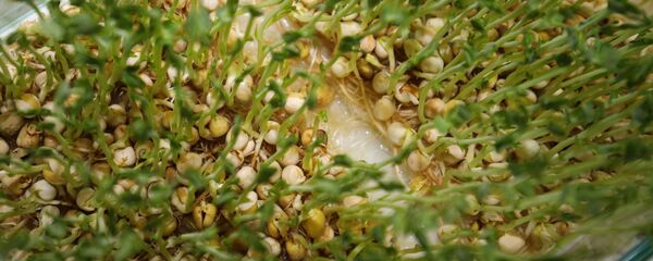 Đậu tương Đậu tương - Sputnik Việt Nam