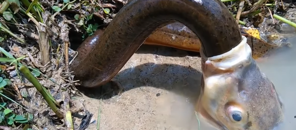 Cá ăn rắn - Sputnik Việt Nam