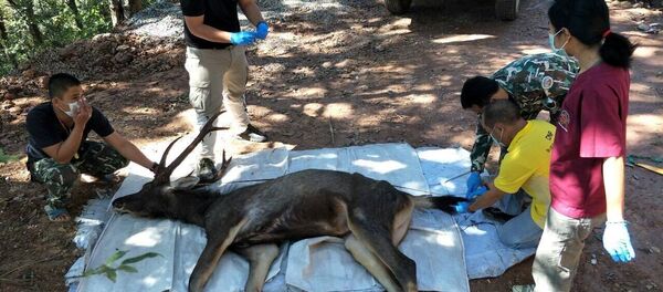 Con nai 10 tuổi chết với 7 kg rác được tìm thấy trong bụng - Sputnik Việt Nam