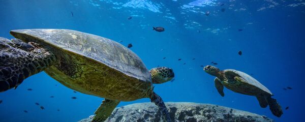 Hai con rùa biển dưới nước - Sputnik Việt Nam