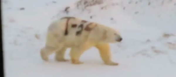 gấu Bắc cực mang ký hiệu T-34 - Sputnik Việt Nam