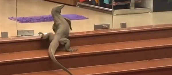 Con kỳ đà - Sputnik Việt Nam