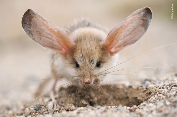 Bức ảnh nhím tai dài có tên là Big ears (Tai dài) của nhiếp ảnh gia Nga Valeriy Maleev, lọt vào danh sách rút gọn của LUMIX People Choice Award - Sputnik Việt Nam