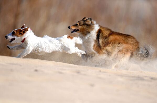 Chó terrier Jack Russell và Sheltie trong quá trình huấn luyện ở Kazan - Sputnik Việt Nam