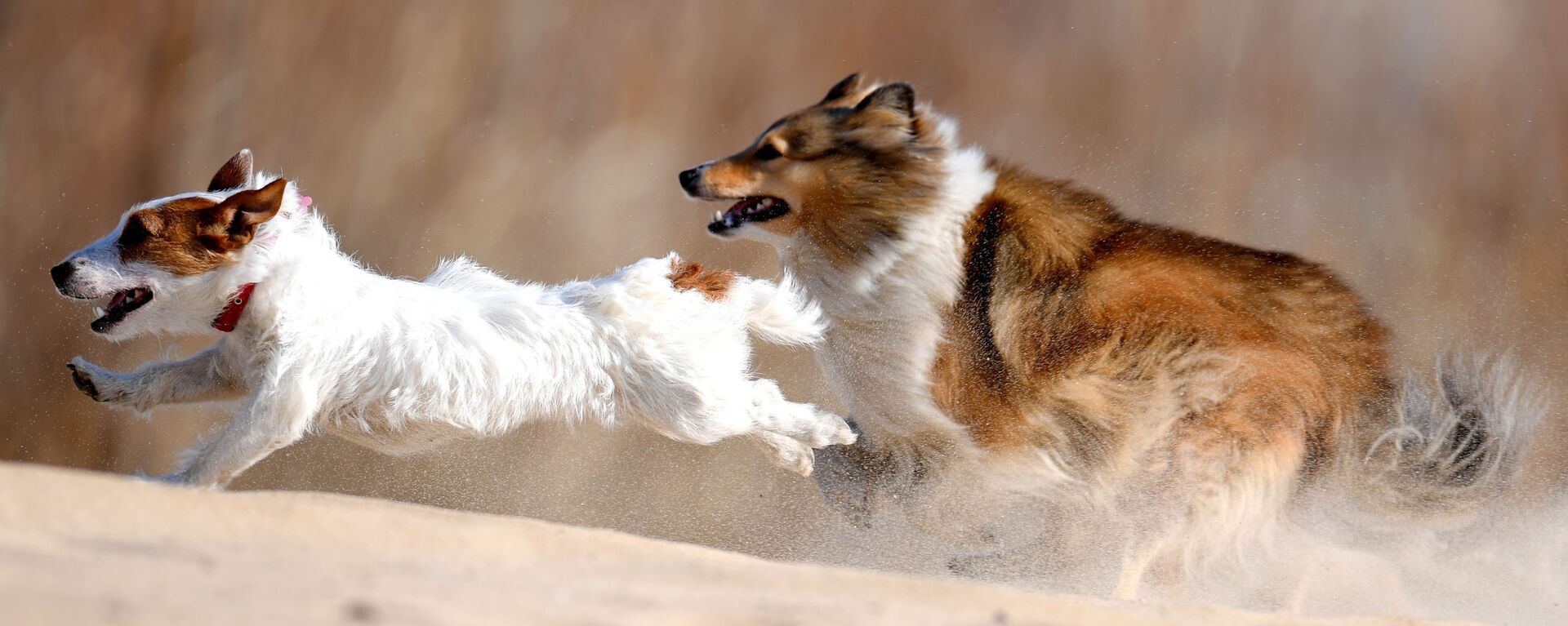 Chó terrier Jack Russell và Sheltie trong quá trình huấn luyện ở Kazan - Sputnik Việt Nam, 1920, 21.01.2022