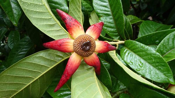 Uvaria grandiflora Uvaria grandiflora - Sputnik Việt Nam