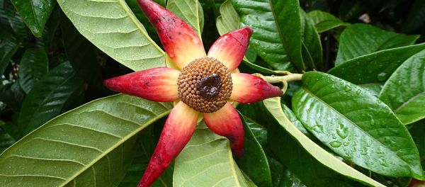 Uvaria grandiflora Uvaria grandiflora - Sputnik Việt Nam