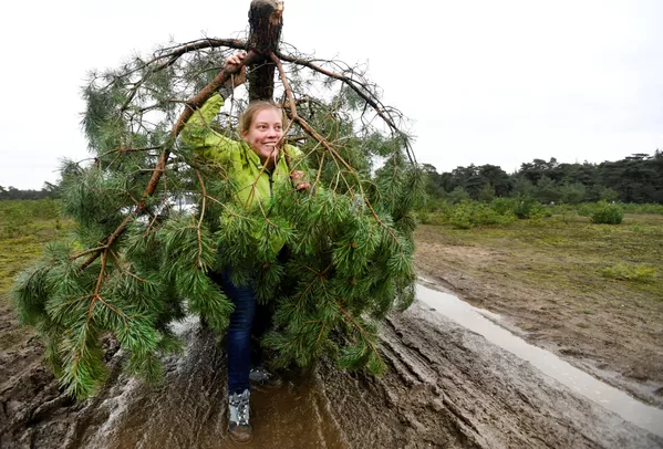Người phụ nữ với cây thông giáng sinh miễn phí tại Vườn quốc gia Hoge Veluwe, Hà Lan Người phụ nữ với cây thông giáng sinh miễn phí tại Vườn quốc gia Hoge Veluwe, Hà Lan - Sputnik Việt Nam
