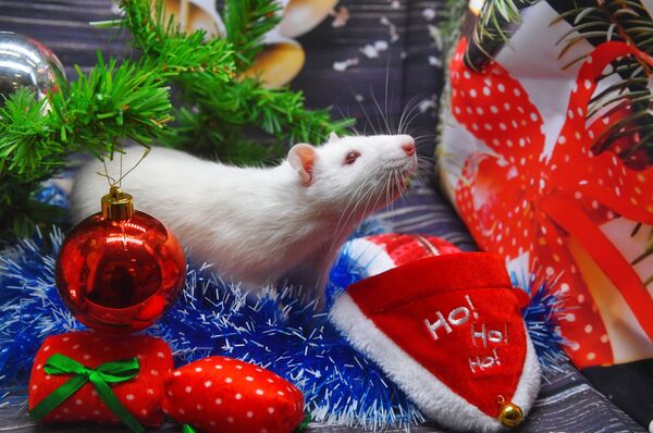 Tử vi năm Canh Tý 2020 - Sputnik Việt Nam