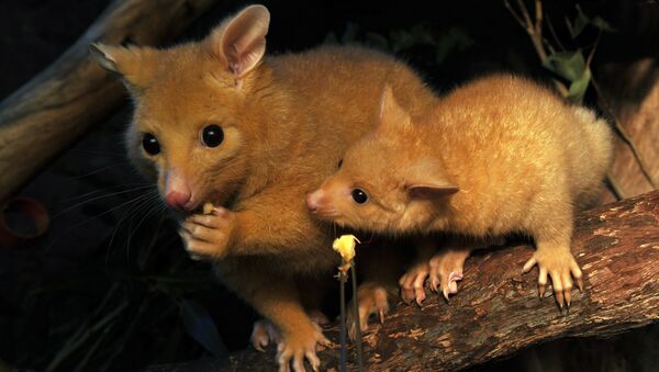 Con chồn Opossum Con chồn Opossum - Sputnik Việt Nam