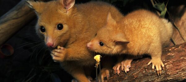 Con chồn Opossum Con chồn Opossum - Sputnik Việt Nam