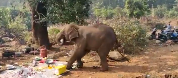 Con voi chạy tới chỗ đang tổ chức dã ngoại, đuổi hết mọi người và chén sạch đồ ăn - Sputnik Việt Nam