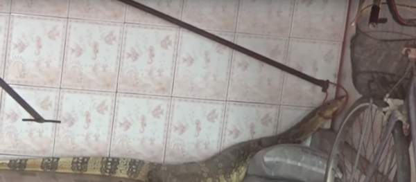 Thằn lằn khổng lồ khăng khăng đòi về nhà không mời - Sputnik Việt Nam