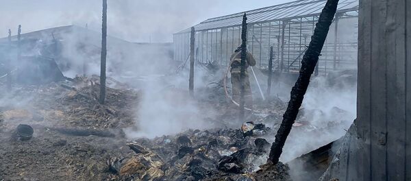 Công dân Việt Nam tử vong trong vụ cháy nhà kính ở ngoại ô Moskva - Sputnik Việt Nam