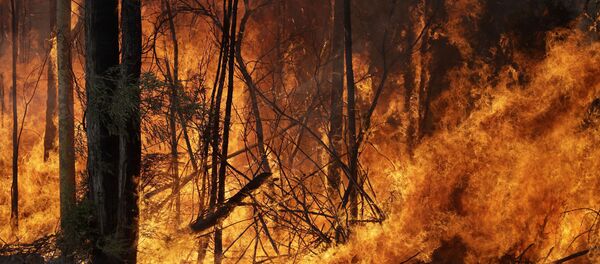 Сháy rừng ở Úc - Sputnik Việt Nam