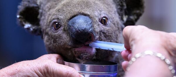 Chú gấu túi được giải cứu trong quá trình chữa trị tại bệnh viện ở thành phố Port Macquarie, Úc - Sputnik Việt Nam