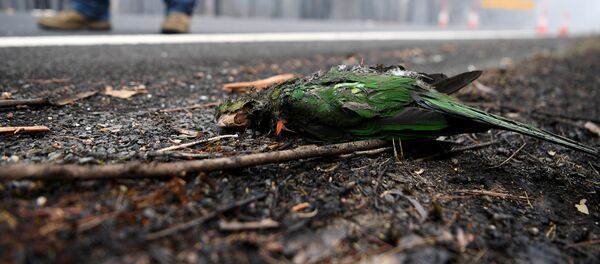 Con vẹt chết trong vụ cháy rừng ở Úc - Sputnik Việt Nam